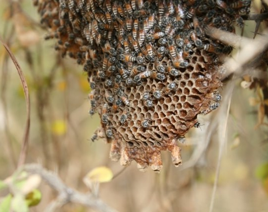 樹間のコミツバチの巢／ミャンマー