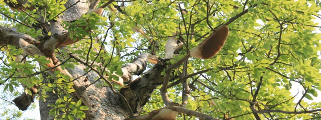 樹上のオオミツバチの巣／ミャンマー